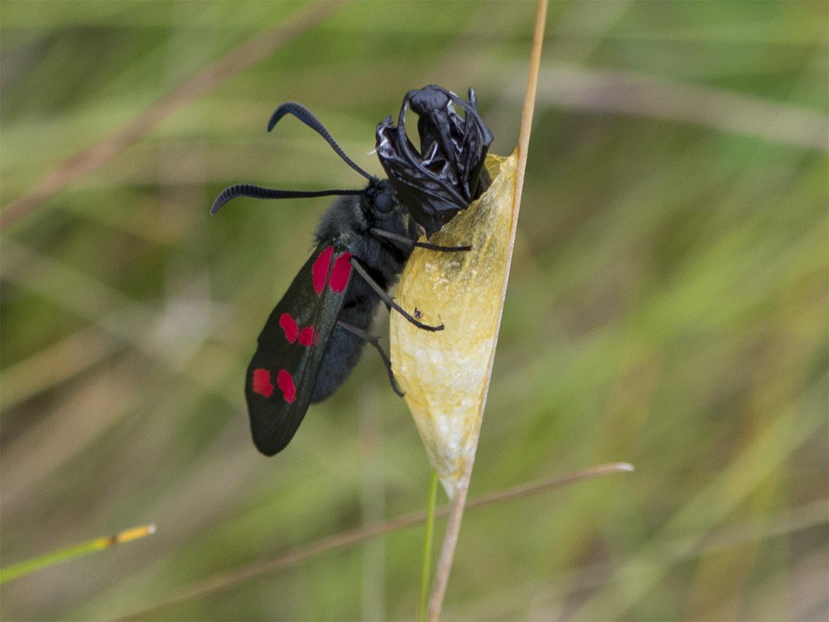 Zygaena filipendulae